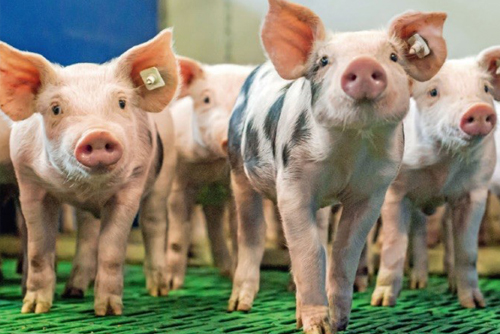 Ferkel im Aufzuchtstall