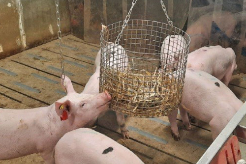 Fütterungsanlage