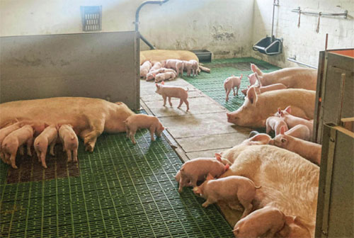 Stall / Ferkel-Foto